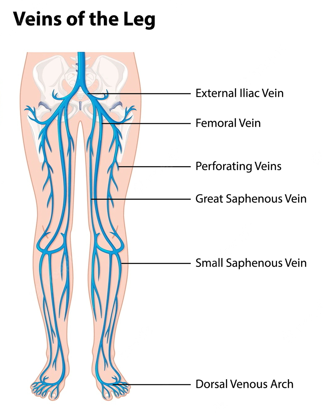 A Diagram of Leg Veins: Leg Vein Anatomy